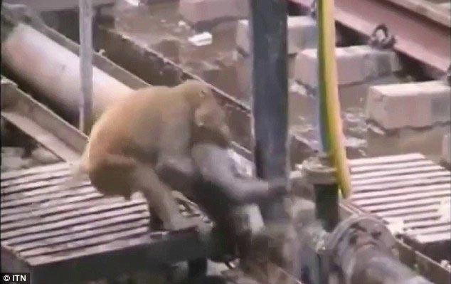 обезьяну ударило током, обезьяна герой, обезьяна спасла жизнь другу ударило током