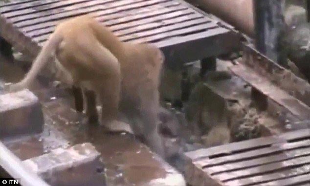 обезьяну ударило током, обезьяна герой, обезьяна спасла жизнь другу ударило током