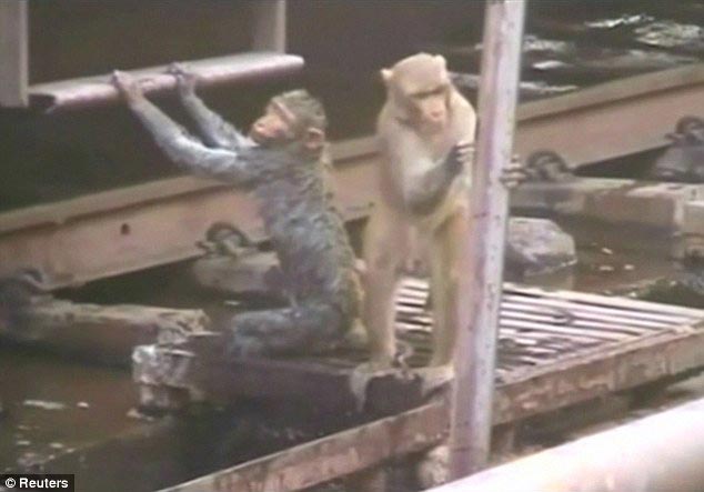 обезьяну ударило током, обезьяна герой, обезьяна спасла жизнь другу ударило током