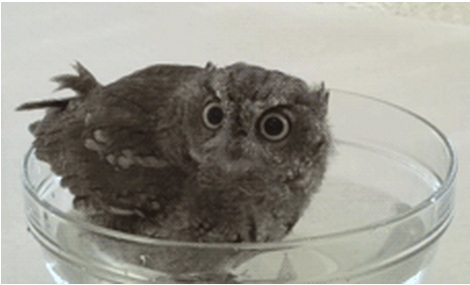 Совенок, принимает ванну, анимация, гифки, gif