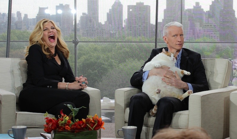 Очаровательные коты толстопузы толстые коты, кот толстопуз, смешные коты