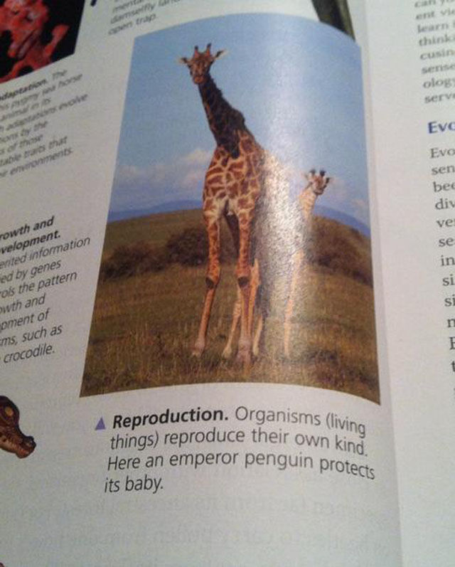 Надписи, которым нельзя верить, на заборе много чего написано, смешная подборка