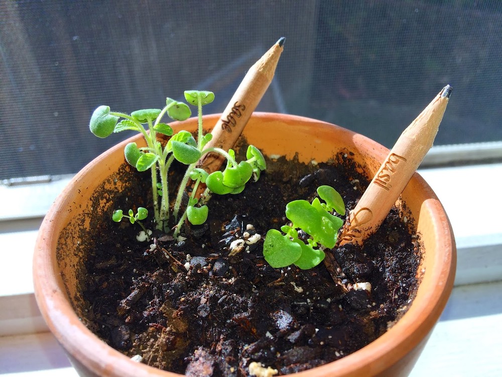 карандаши Sprout, растущие карандаши, вырастить растение из карандаша, видео