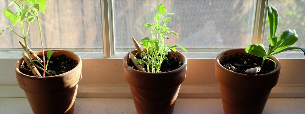 карандаши Sprout, растущие карандаши, вырастить растение из карандаша, видео