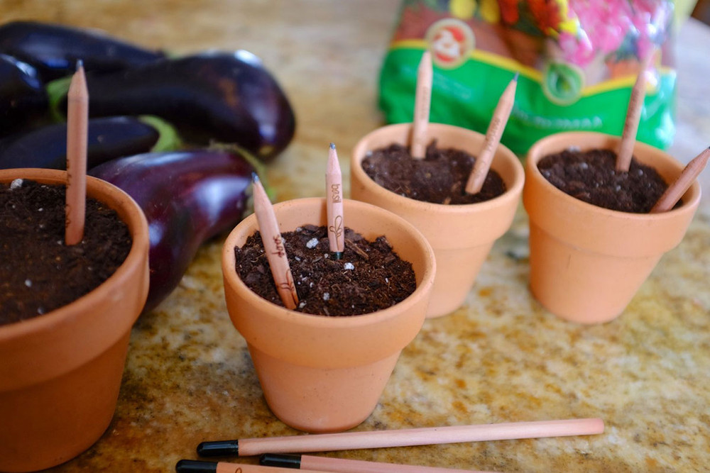 карандаши Sprout, растущие карандаши, вырастить растение из карандаша, видео