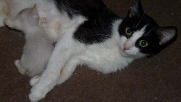 спасение котенка на дне мусорки, спасение котенок Стюарт Литтл, брошенные в мусорку котята