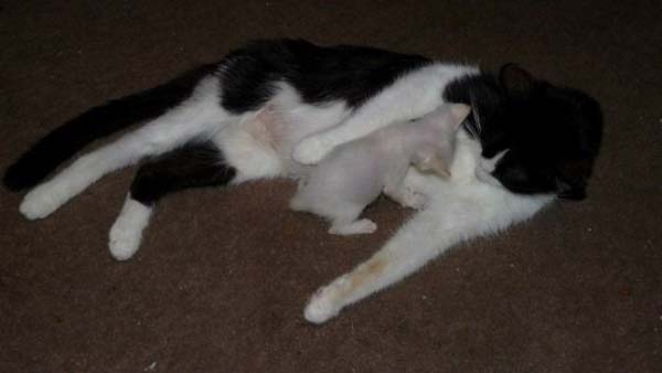 спасение котенка на дне мусорки, спасение котенок Стюарт Литтл, брошенные в мусорку котята