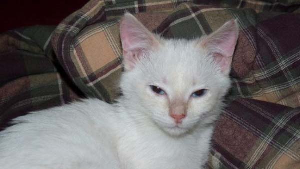 спасение котенка на дне мусорки, спасение котенок Стюарт Литтл, брошенные в мусорку котята