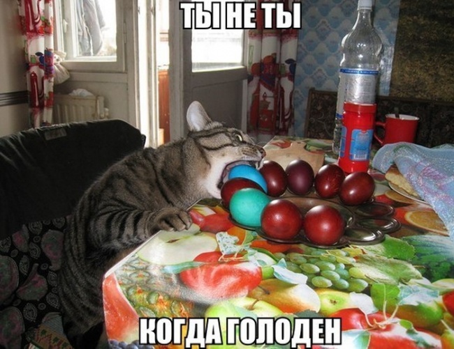 Позитив, юмор, смешные фотографии,прикол