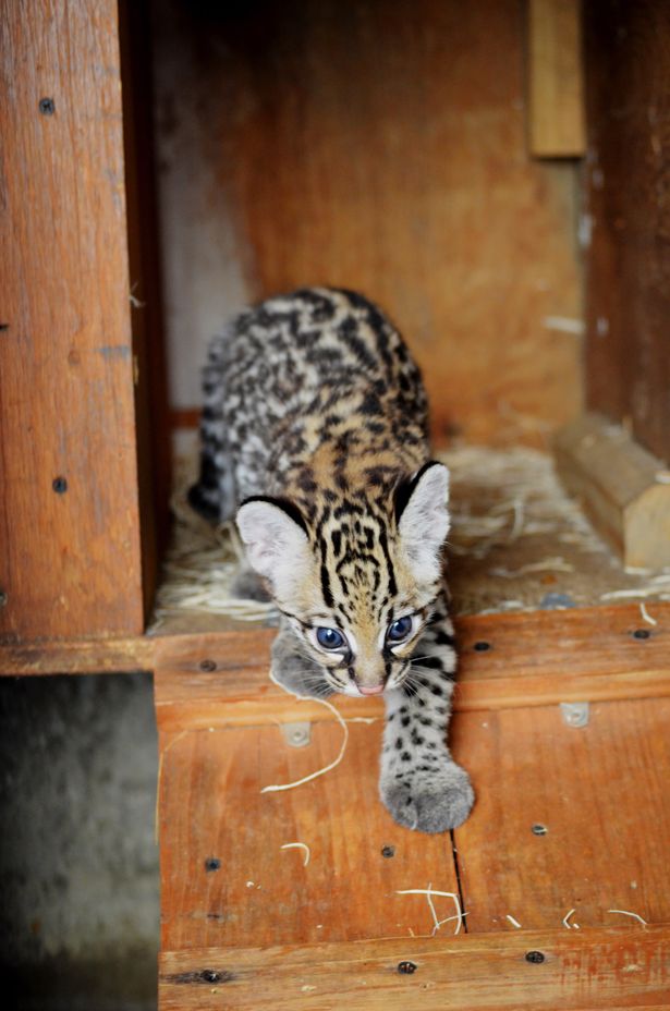 большие кошки коробки, кошки залазят в коробки, тигры в коробке, львы картон
