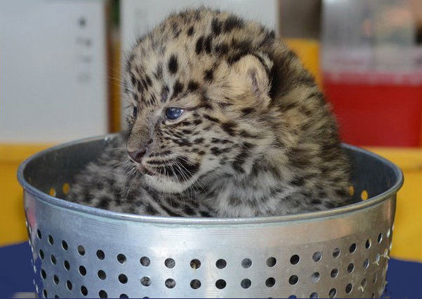 большие кошки коробки, кошки залазят в коробки, тигры в коробке, львы картон