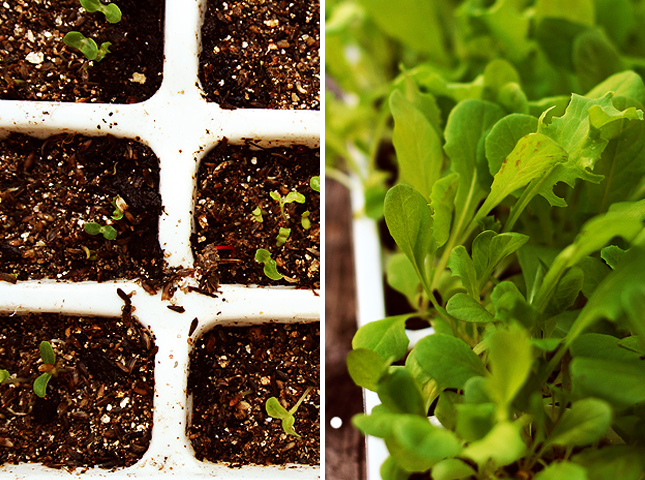 формочки для льда, лайфхак формы для льда