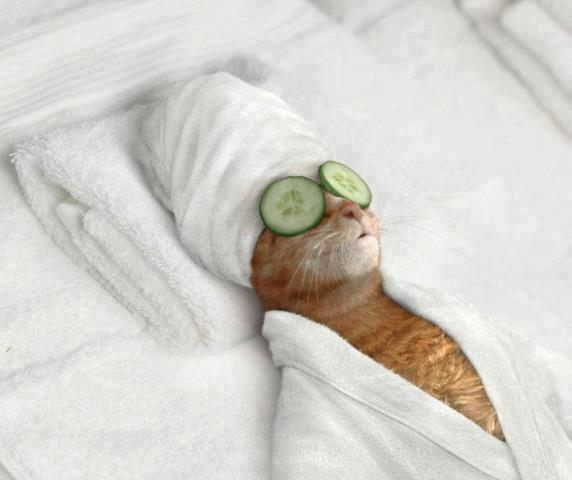 смешные животные, животные ведут себя как люди