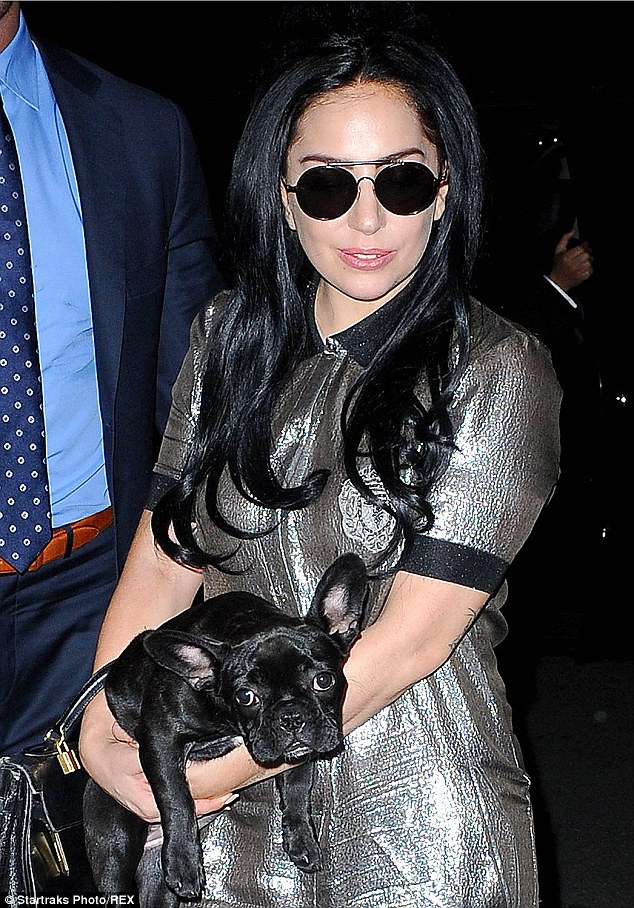 Защитники прав животных обвинили Леди Гагу в издевательствах над её собакой, собака леди гага, украшения Asia  