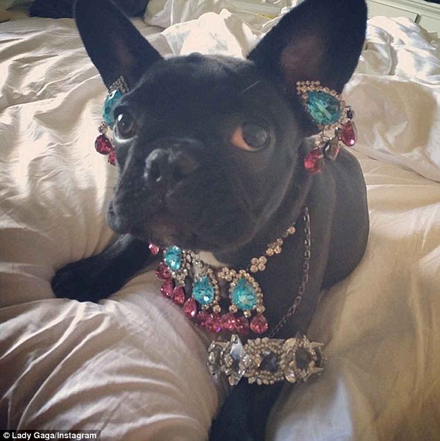 Защитники прав животных обвинили Леди Гагу в издевательствах над её собакой, собака леди гага, украшения Asia  