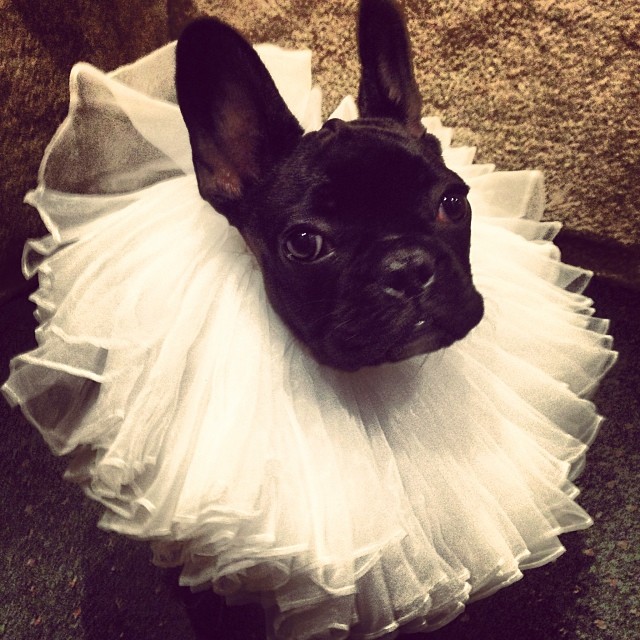 Защитники прав животных обвинили Леди Гагу в издевательствах над её собакой, собака леди гага, украшения Asia  