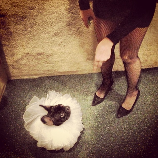 Защитники прав животных обвинили Леди Гагу в издевательствах над её собакой, собака леди гага, украшения Asia  