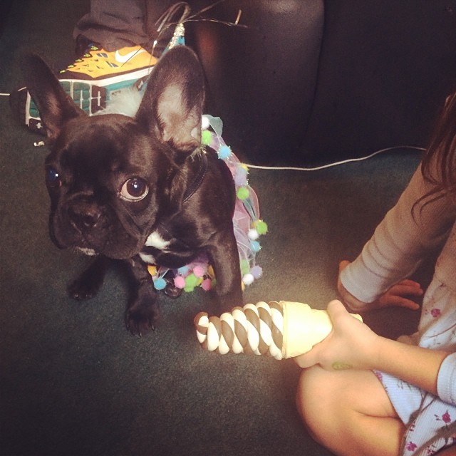 Защитники прав животных обвинили Леди Гагу в издевательствах над её собакой, собака леди гага, украшения Asia  