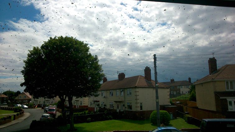 пчелы захватили дом, заложник пчел, пчелу вокруг дома, рой пчел возле дома