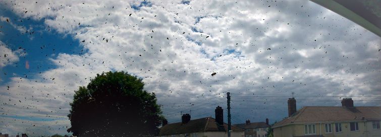пчелы захватили дом, заложник пчел, пчелу вокруг дома, рой пчел возле дома
