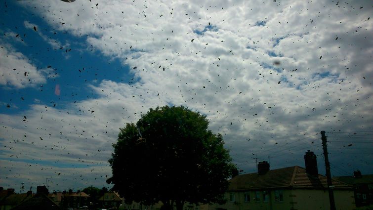 пчелы захватили дом, заложник пчел, пчелу вокруг дома, рой пчел возле дома