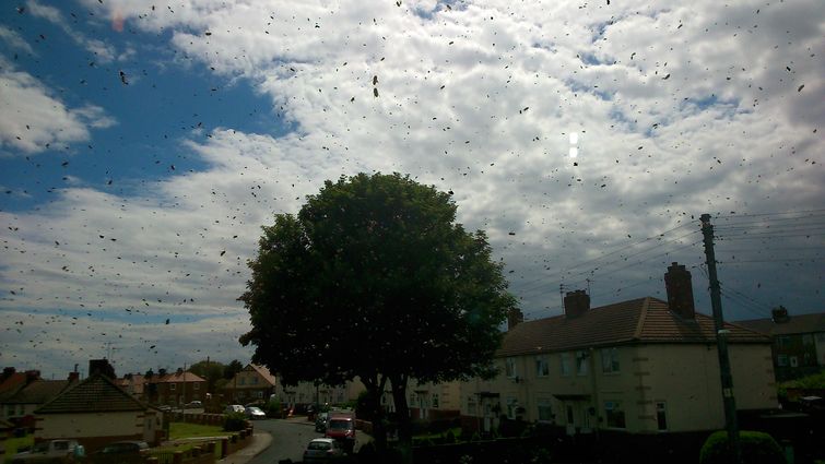 пчелы захватили дом, заложник пчел, пчелу вокруг дома, рой пчел возле дома