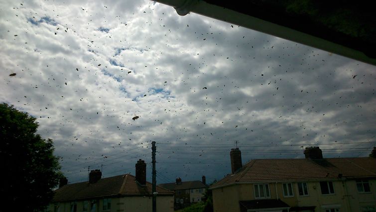 пчелы захватили дом, заложник пчел, пчелу вокруг дома, рой пчел возле дома