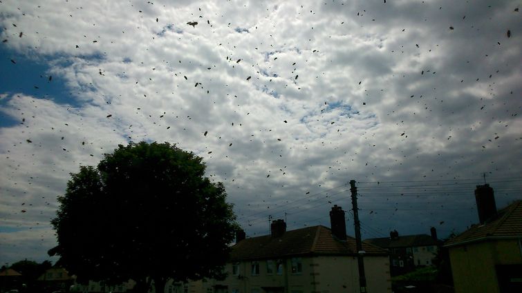 пчелы захватили дом, заложник пчел, пчелу вокруг дома, рой пчел возле дома