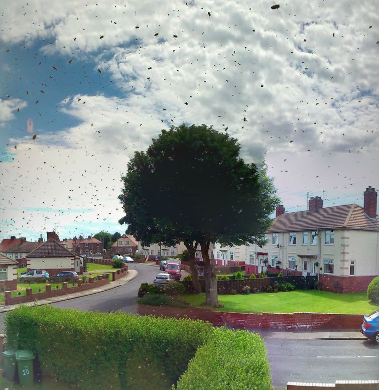 пчелы захватили дом, заложник пчел, пчелу вокруг дома, рой пчел возле дома