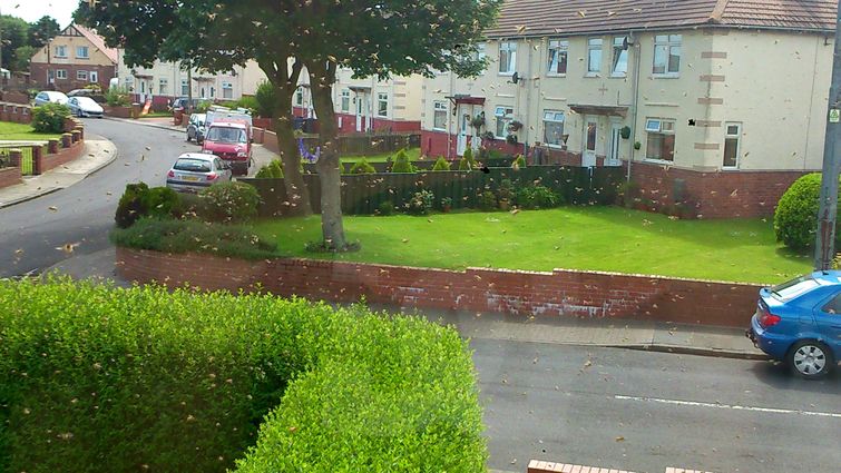 пчелы захватили дом, заложник пчел, пчелу вокруг дома, рой пчел возле дома