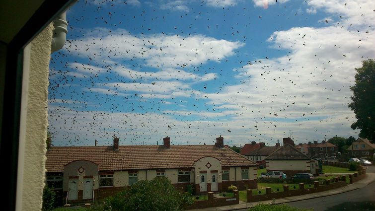 пчелы захватили дом, заложник пчел, пчелу вокруг дома, рой пчел возле дома
