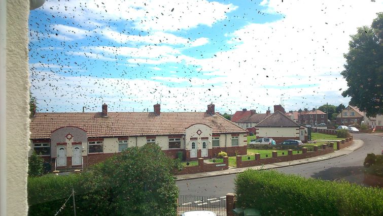 пчелы захватили дом, заложник пчел, пчелу вокруг дома, рой пчел возле дома