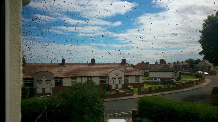 пчелы захватили дом, заложник пчел, пчелу вокруг дома, рой пчел возле дома