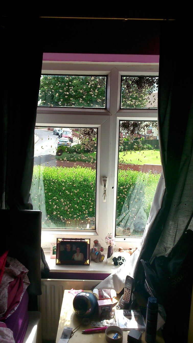 пчелы захватили дом, заложник пчел, пчелу вокруг дома, рой пчел возле дома