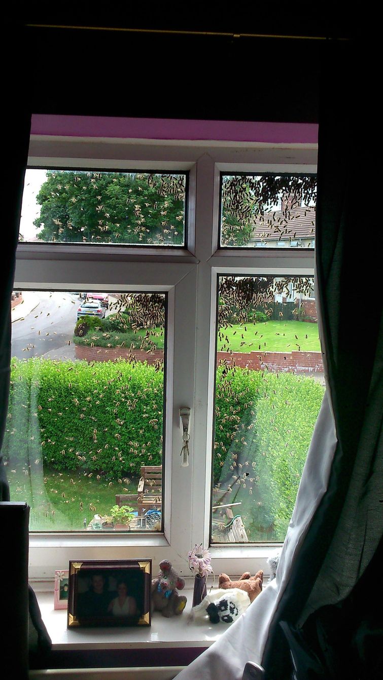 пчелы захватили дом, заложник пчел, пчелу вокруг дома, рой пчел возле дома