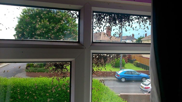 пчелы захватили дом, заложник пчел, пчелу вокруг дома, рой пчел возле дома