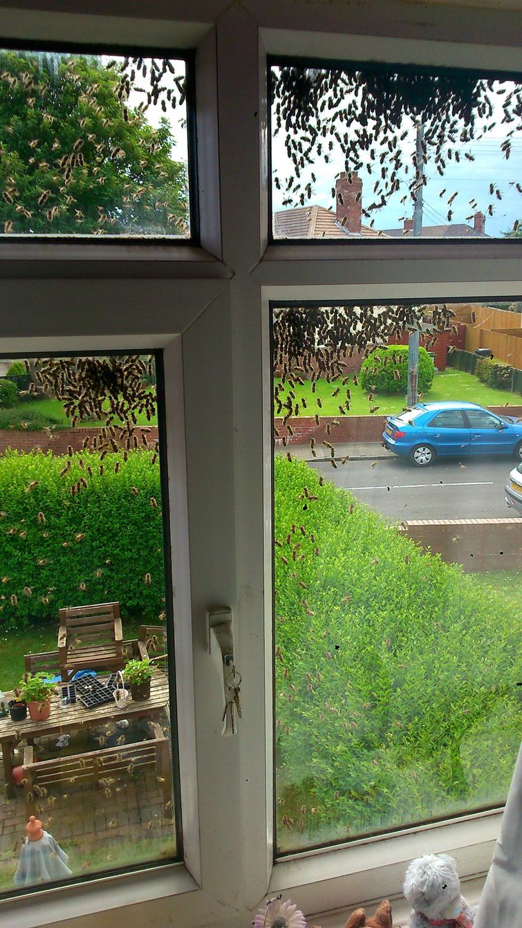 пчелы захватили дом, заложник пчел, пчелу вокруг дома, рой пчел возле дома