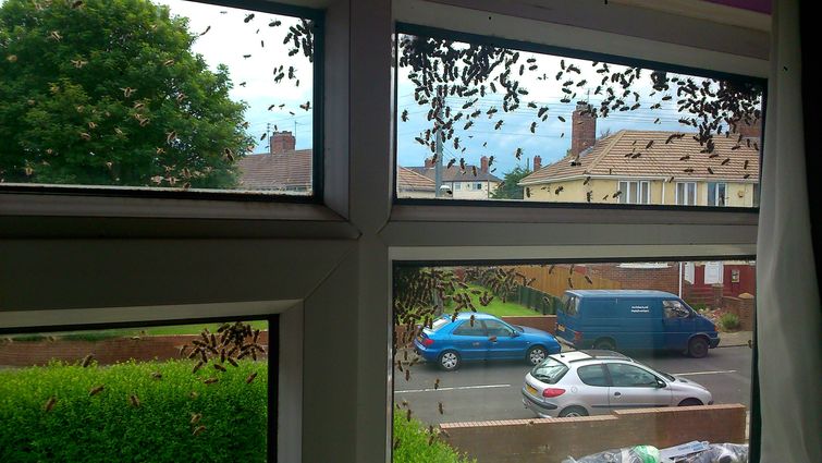 пчелы захватили дом, заложник пчел, пчелу вокруг дома, рой пчел возле дома