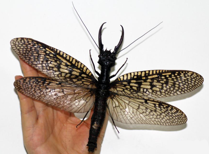 самое большое насекомое, водное насекомое китай, Megaloptera большекрылые