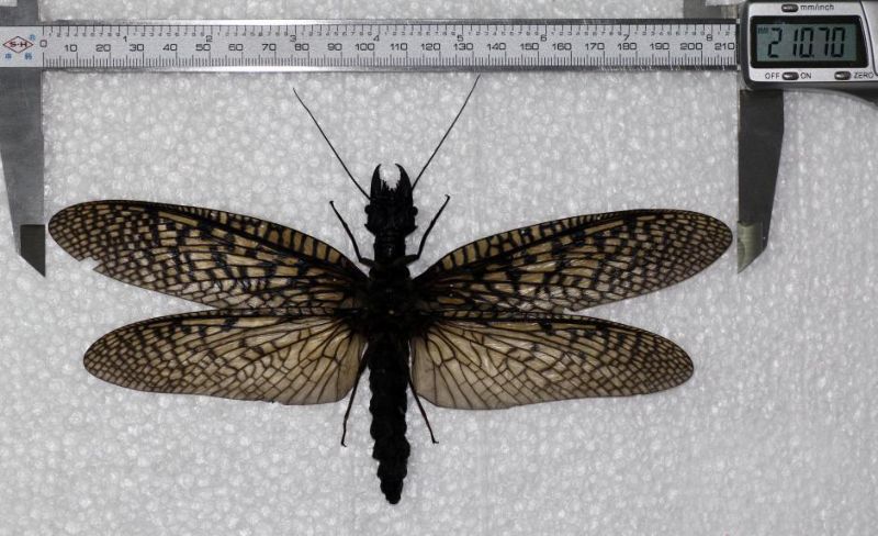 самое большое насекомое, водное насекомое китай, Megaloptera большекрылые
