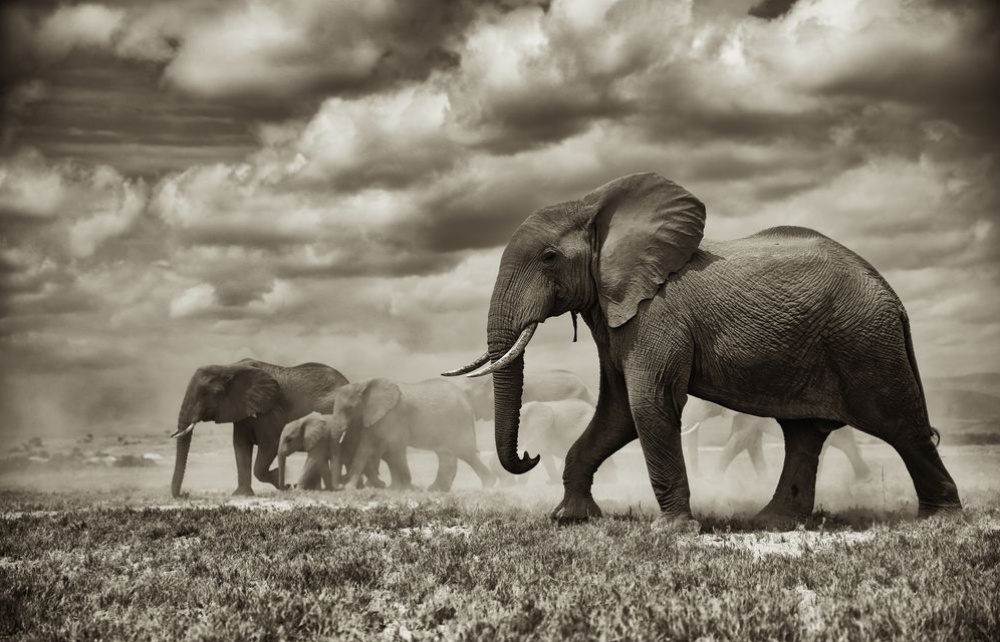 Лучшие фотографии дикой природы от National Geographic за июнь 2014 National Geographic за июнь 2014, лучшие фотографии National Geographic