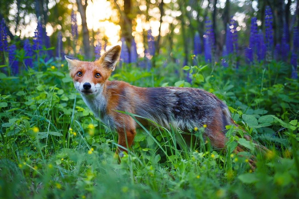 Лучшие фотографии дикой природы от National Geographic за июнь 2014 National Geographic за июнь 2014, лучшие фотографии National Geographic