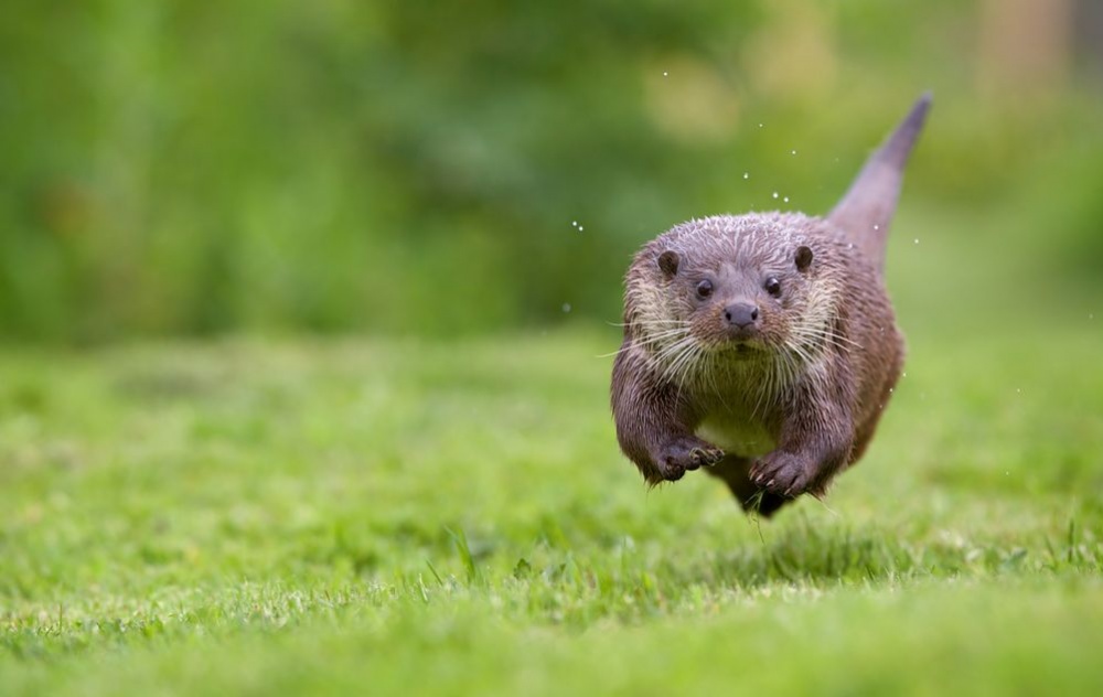 Лучшие фотографии дикой природы от National Geographic за июнь 2014 National Geographic за июнь 2014, лучшие фотографии National Geographic