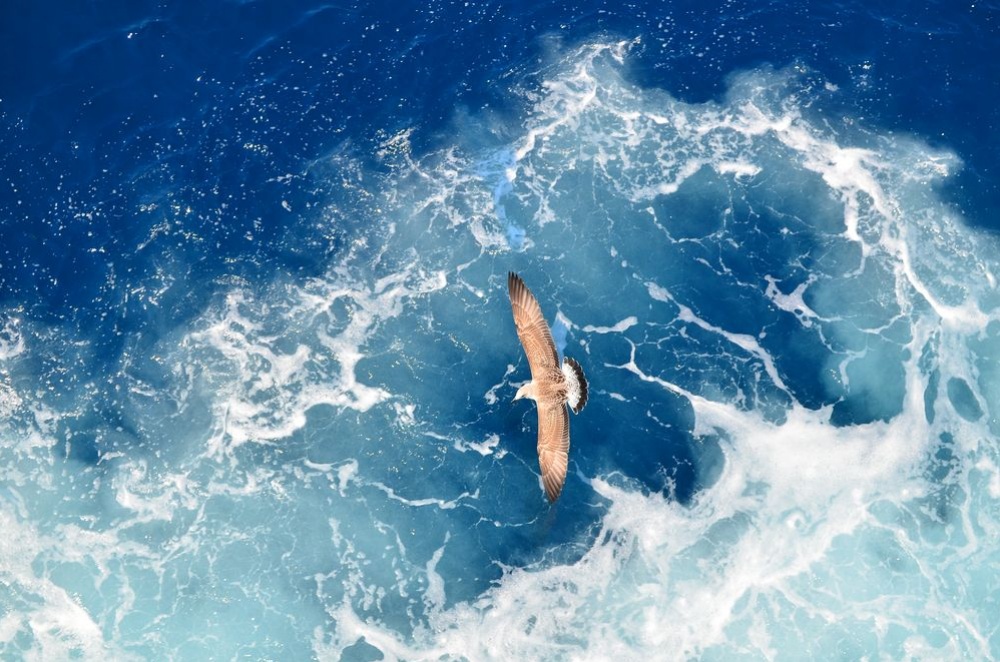 Лучшие фотографии дикой природы от National Geographic за июнь 2014 National Geographic за июнь 2014, лучшие фотографии National Geographic