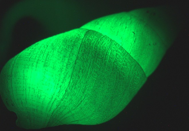 удивительные природные места, природа с наступлением темноты, светящиеся грибы, светящийся фитопланктон