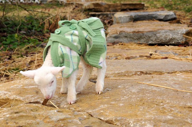 милые животные в свитерах, животные в свитерках, животные в одежде