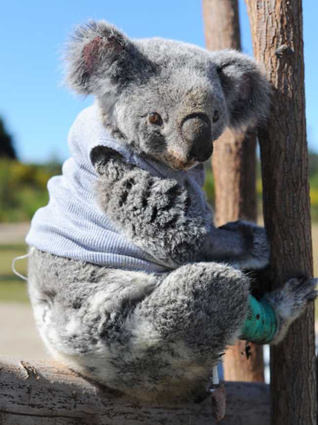 милые животные в свитерах, животные в свитерках, животные в одежде