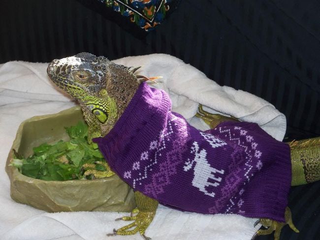 милые животные в свитерах, животные в свитерках, животные в одежде