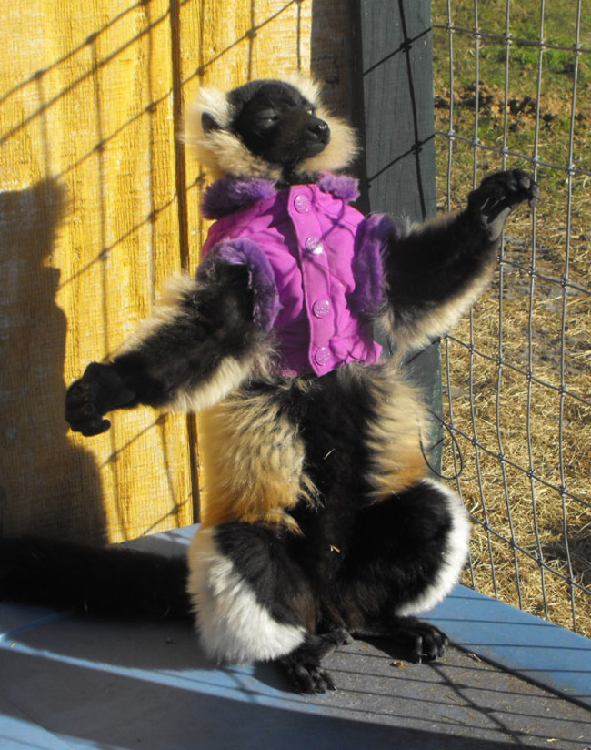 милые животные в свитерах, животные в свитерках, животные в одежде