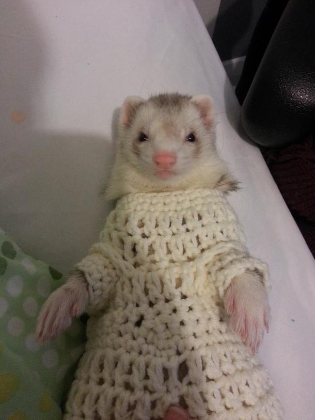 милые животные в свитерах, животные в свитерках, животные в одежде